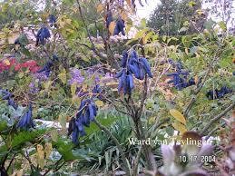 un peu de couleur au jardin
