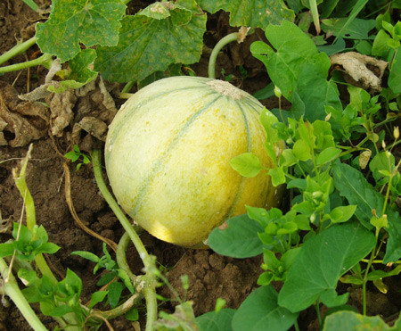 les melons les melons
